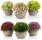 6 Pack Mini Artificial Succulent Small Potted Plants – Colorful Faux Lifelike Desk & Home Office Decor for Indoor Display